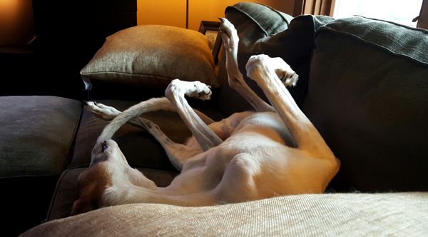 image of Dudley the Greyhound curled into a funny position with his legs in the air, asleep on the loveseat