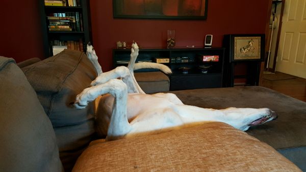 image of Dudley the Greyhound lying on the couch on his back, with his legs and tail in the air and his head hanging off to one side, sound asleep
