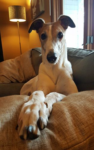 image of Dudley the Greyhound sitting up on the loveseat, with his paws outstretched on a pillow in front of the camera