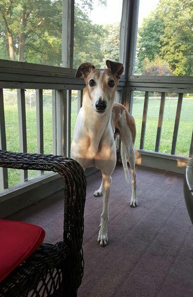 image of Dudley the Greyhound standing on the back porch, looking at me intently