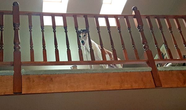 image of Dudley the Greyhound standing in the loft, peering down at me from between the slats of the railing