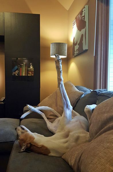image of Dudley the Greyhound asleep on the loveseat with one leg stretched up into the air; the lampshade in the background looks like its sitting on top of his paw