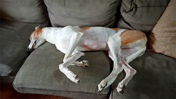 image of Dudley the Greyhound lying on the couch fast asleep with his tongue hanging out