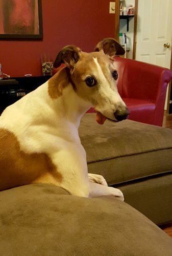 image of Dudley the Greyhound sitting on the couch, looking at me with his tongue hanging out like a total goofball