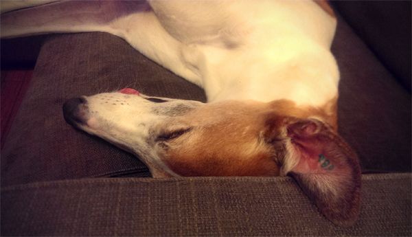 image of Dudley the Greyhound asleep on the couch with his tongue hanging out and his ear flopped over the arm of the couch