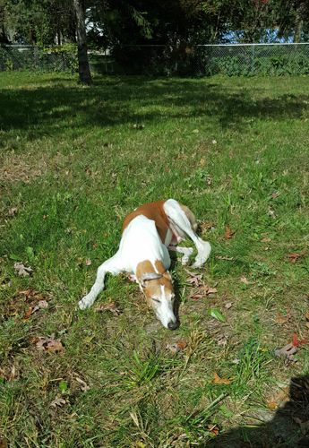 image of Dudley the Greyhound lying in the grass in the sunshine