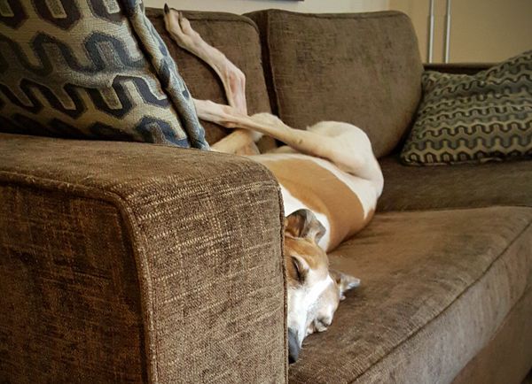 image of Dudley the Greyhound lying on the couch upside down, sound asleep
