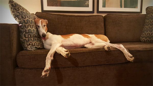 image of Dudley the Greyhound lying on the couch, sound asleep, with his tongue hanging out