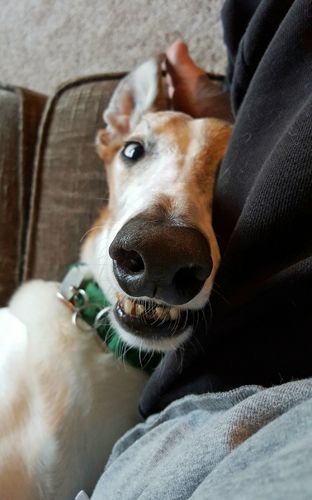 image of Dudley the Greyhound lying beside me on the couch, on his back, looking up at me with a silly face