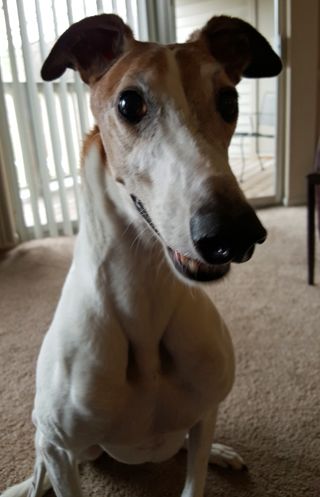 image of Dudley the Greyhound sitting in front of me with his ears sticking out