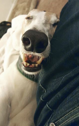 image of Dudley the Greyhound sleeping beside me, with his head against my leg, and a huge grin on his face