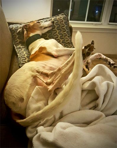 image of Dudley the Greyhound sleeping on the couch, just twisted up like a weirdo pretzel