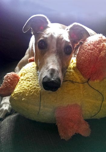 image of Dudley the Greyhound with his head resting on his plushy duck