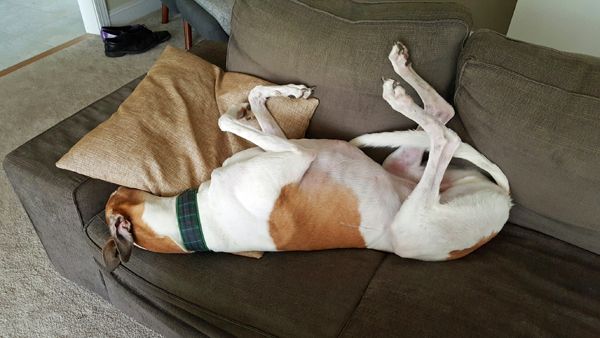 image of Dudley the Greyhound sleeping on the couch, with his face tucked beneath a pillow