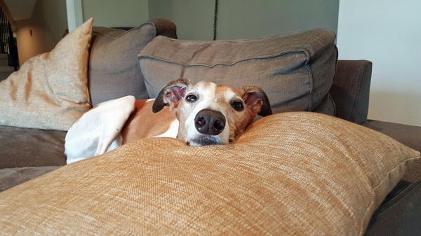 image of Dudley the Greyhound lying on the couch, with his chin on a pillow and his looooong nose pointed toward the camera