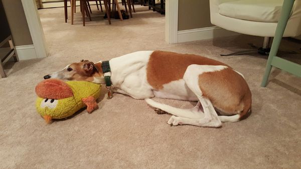 image of Dudley the Greyhound lying on the floor, with his chin resting on a big plushy duck