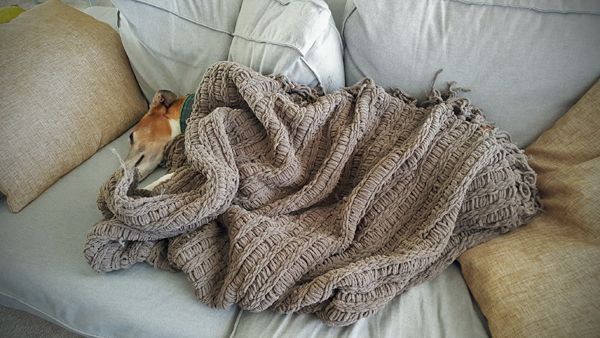 image of Dudley the Greyhound lying on the couch, wrapped up to his neck in a blanket