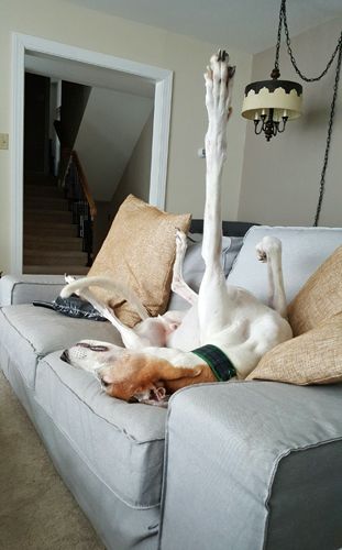 image of Dudley the Greyhound lying on the couch on his back, with one front leg stretched straight up into the air