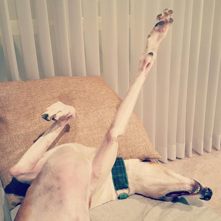 image of Dudley the Greyhound lying on the couch upside down, with one front leg stretched straight up into the air
