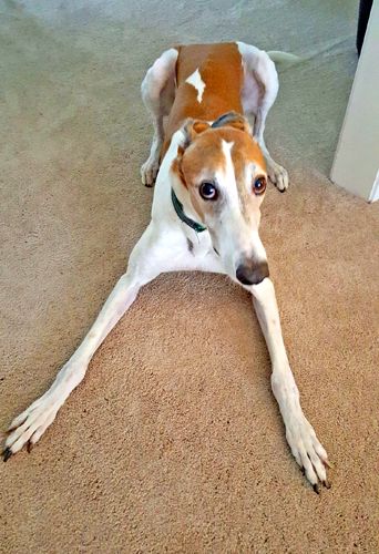 image of Dudley the Greyhound dramatically play-bowing at me, with his front legs splayed out and his tail a blur
