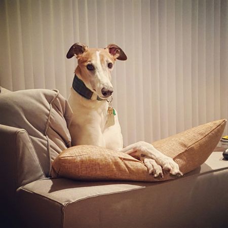 image of Dudley the Greyhound sitting on the couch with his paws neatly folded over its arm