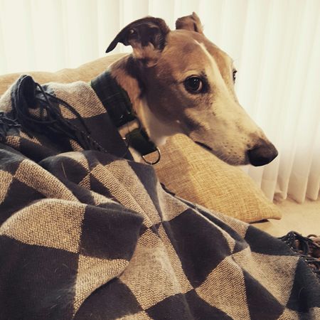 image of Dudley the Greyhound wrapped in a blanket