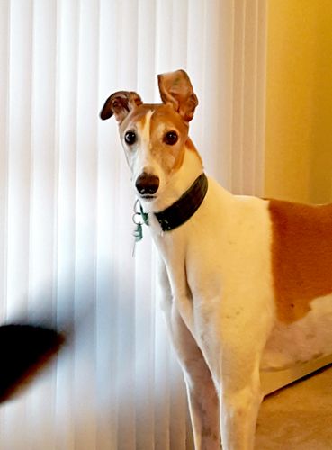 image of Dudley the Greyhound standing up with one ear standing up in hilarious fashion; Zelly's tail is a blur of motion on one side of the frame