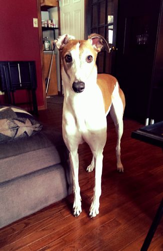 image of Dudley the Greyhound standing in the middle of the living room, staring at me