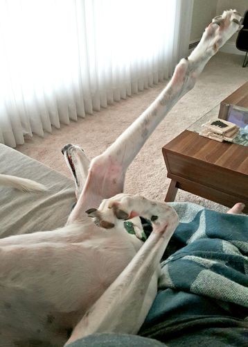 image of Dudley the Greyhound lying beside me on the couch on his back, with one paw stretched up into the air