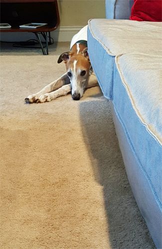 image of Dudley the Greyhound lying on the floor, peeking around the side of the couch