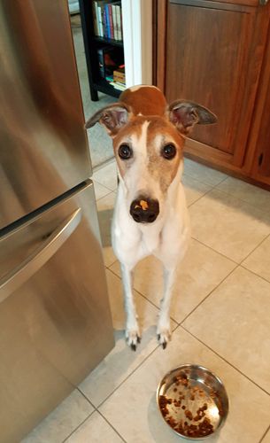 image of Dudley the Greyhound standing in the kitchen over his mostly-empty food dish, looking up at me with pumpkin on the end of his nose