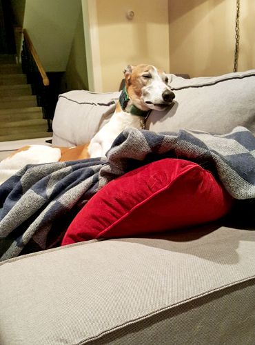 image of Dudley the Greyhound lying upright on the sofa, sleeping