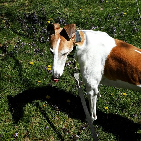 image of Dudley the Greyhound standing in the grass, licking his nose