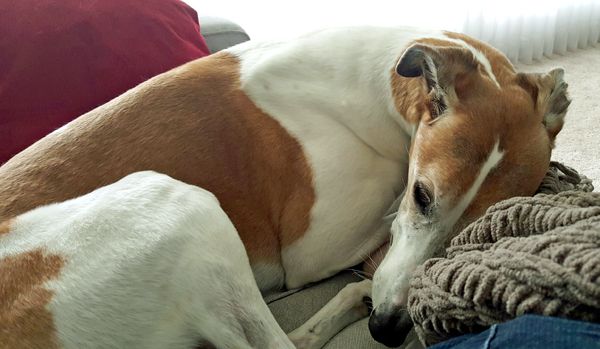 image of Dudley the Greyhound curled up on the sofa beside me
