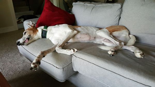 image of Dudley the Greyhound lying on the couch with his tongue hanging out