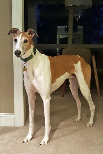 image of Dudley the Greyhound standing in a doorway, looking expectant