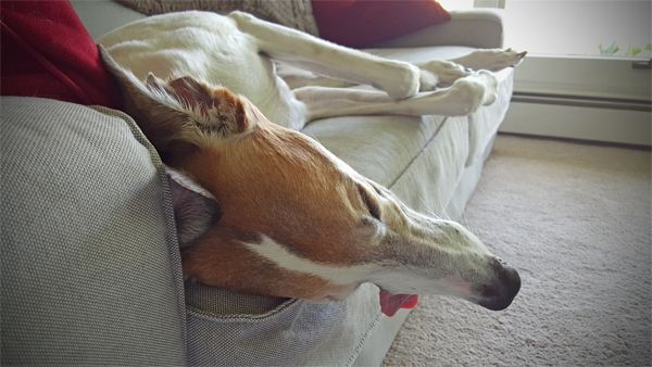 image of Dudley the Greyhound asleep on the couch with his tongue hanging out