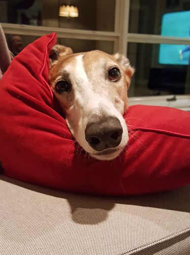 image of Dudley the Greyhound lying on the couch with his head on a pillow, looking at me down his long schnoz