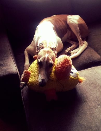 image of Dudley the Greyhound lying on the loveseat, using his plush duck as a pillow