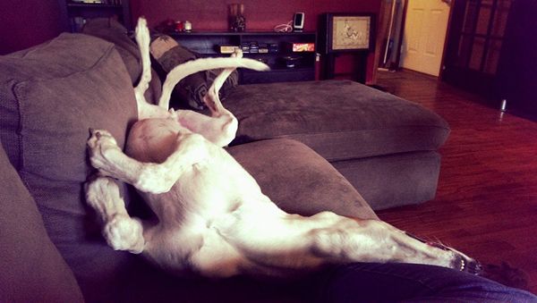 image of Dudley the Grehound lying next to me on the couch, upside-down, his legs and tail in the air