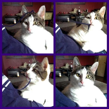 series of four images of Olivia the White Farm Cat sitting on Iain, playing with the drawsting of his hoodie