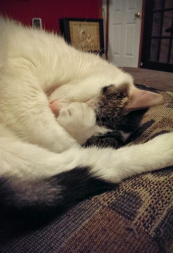 image of Olivia the White Farmcat curled up on a pillow asleep, with her paw over her face