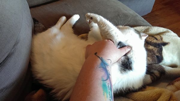 image of Olivia the White Farm Cat lying on her side while I rub her belly