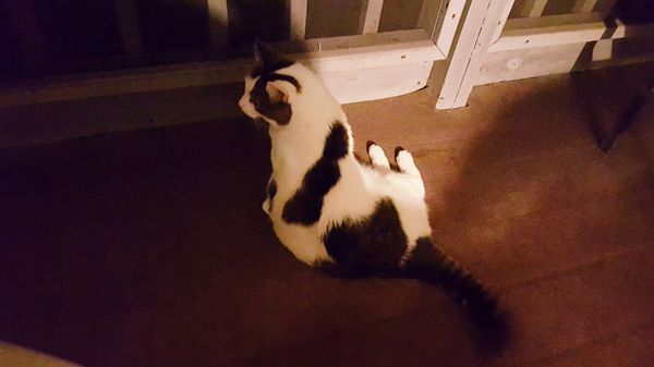 image of Olivia the White Farm Cat, half lying down and half sitting up on the back porch, looking intently at something out of frame