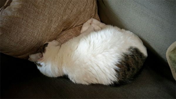 image of Olivia the White Farmcat lying on her side in the corner of the couch, tucked in beside a pillow, having arranged herself in a triangular shape