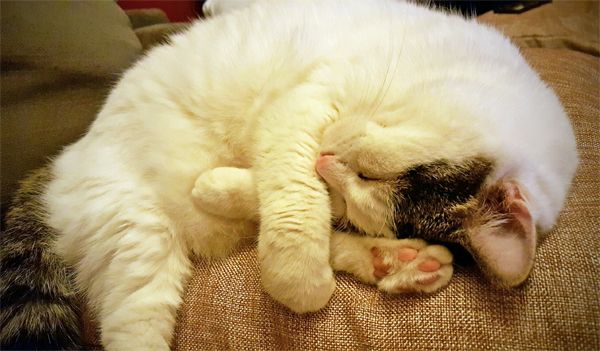 image of Olivia the White Farm Cat curled up asleep on a pillow