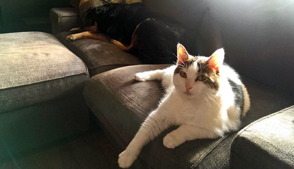 image of Olivia the White Farm Cat lying on the sofa, looking at the camera, with Zelda the Black and Tan Mutt curled up asleep behind her