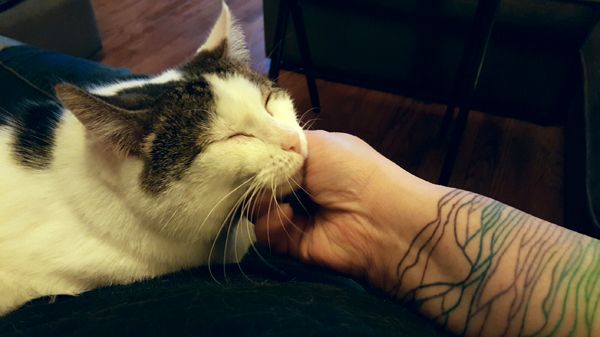 image of Olivia the White Farm Cat, sitting on my lap and stretching out her chin while I scratch it