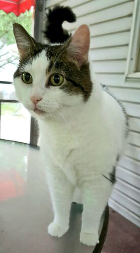image of Olivia the White Farm Cat standing on a glasstop table on the back porch, looking innocent
