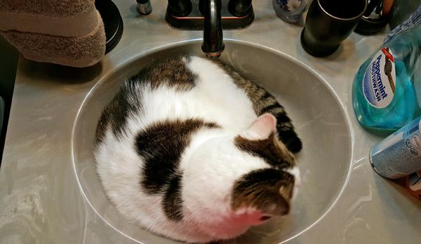 image of Olivia the White Farm Cat curled up in the bathroom sink